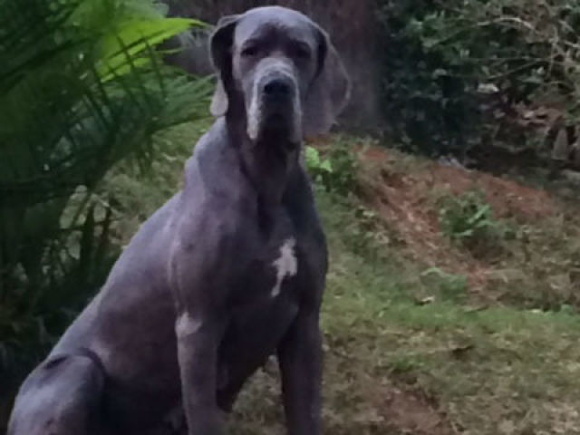 Cachorra(o) cinza
Porte grande