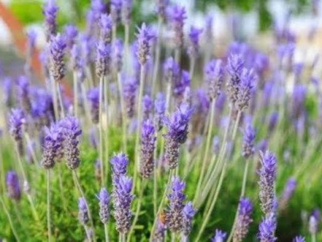 Lavanda