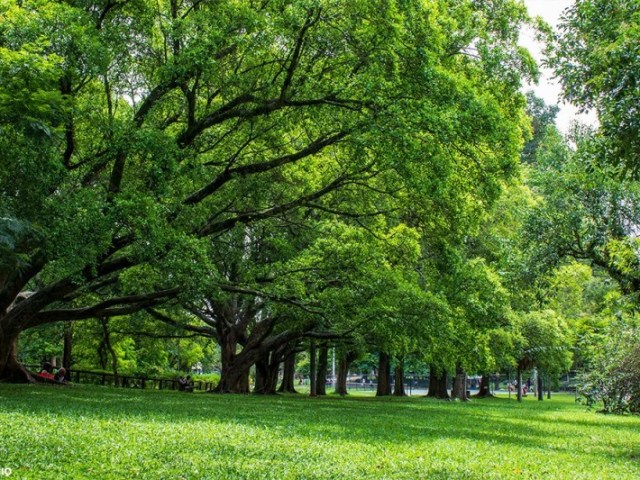 EM UM PARQUE CALMO E BONITO CHEIO DA PLANTAS