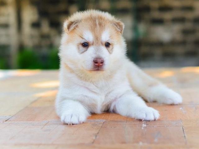 Akita Inu