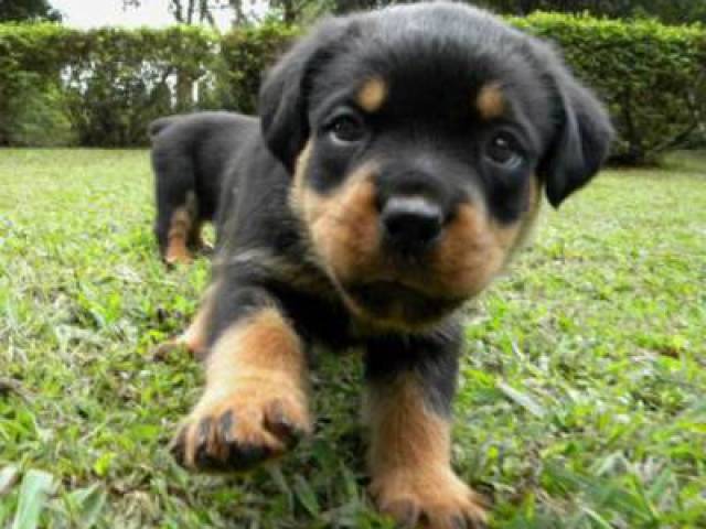 Rottweiler