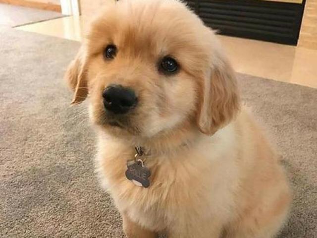 Golden Retriever