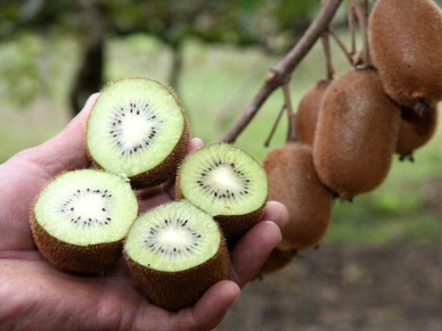 Kiwi