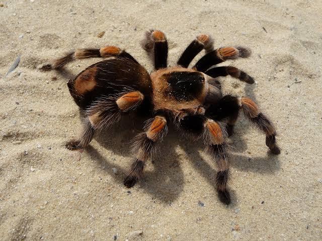 Tarantula