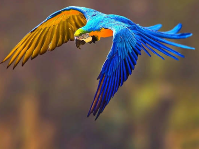 Arara azul