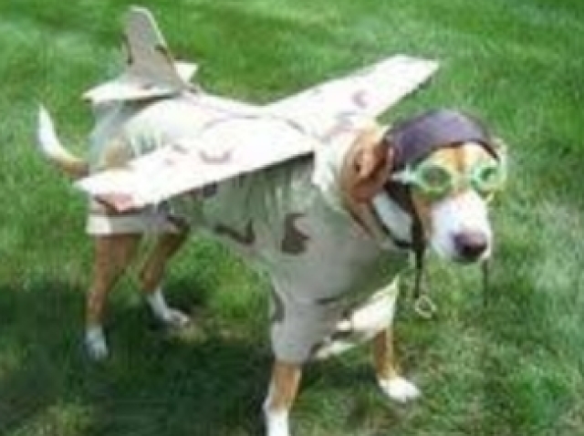 Cachorro avião