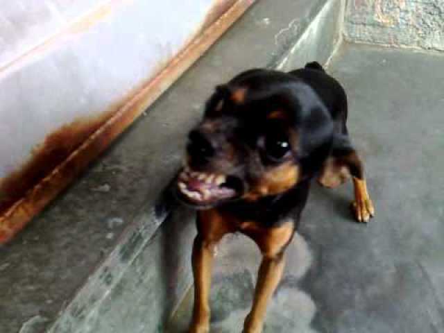 pinscher