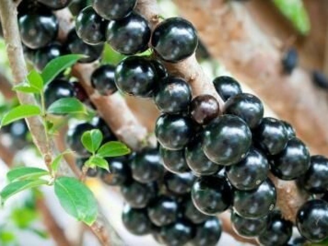 Jaboticaba