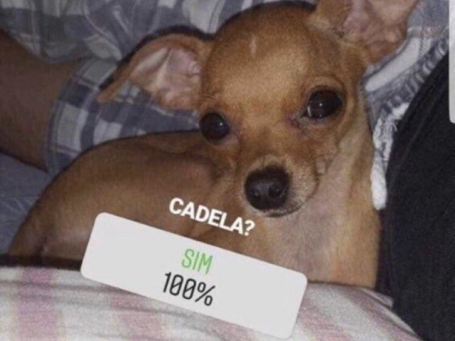 cadela? 100%