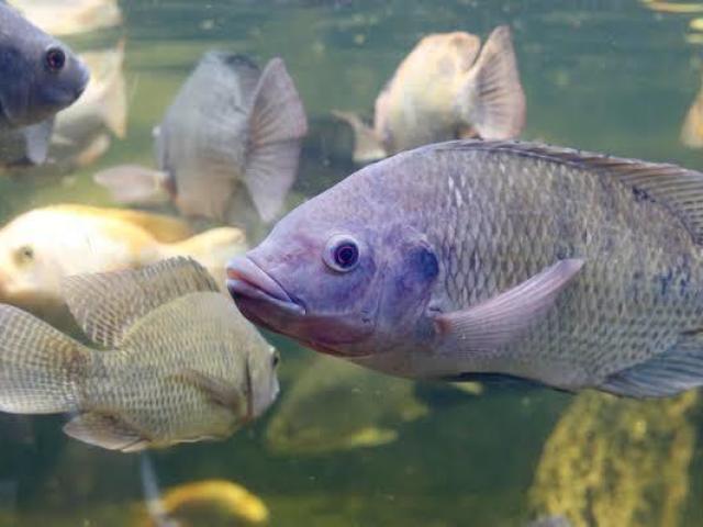 Peixes