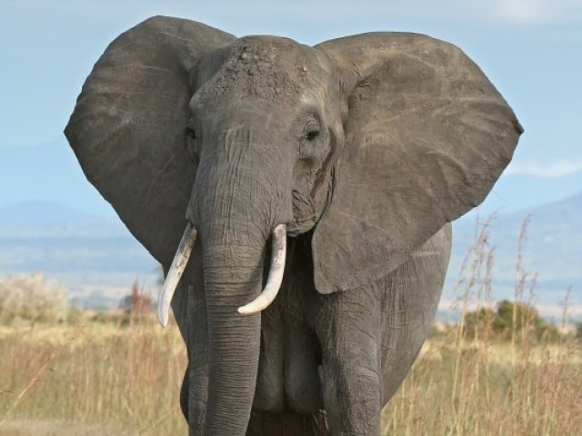 Elefante