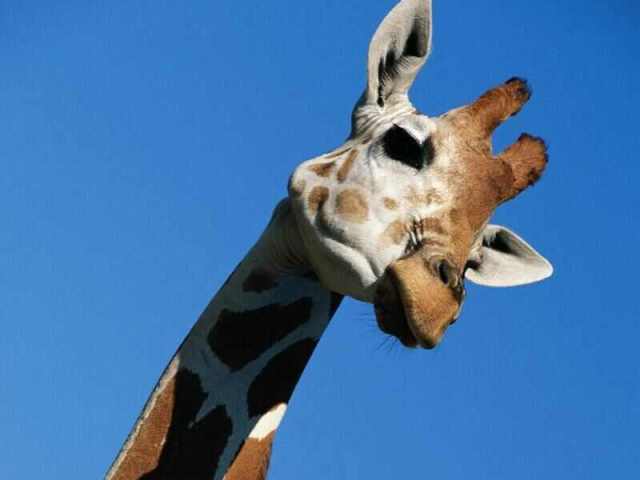 Girafa