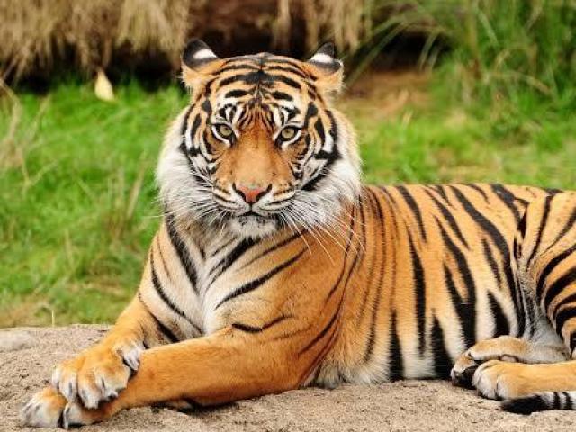 Tigre