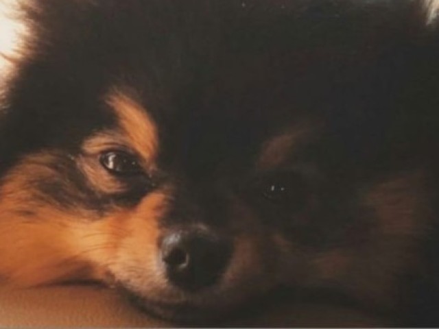 Yeontan