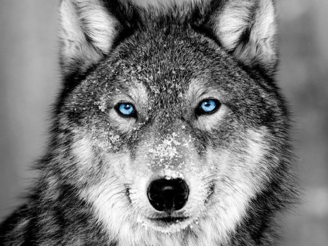 Lobo.
