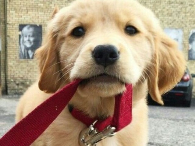 Cachorro.