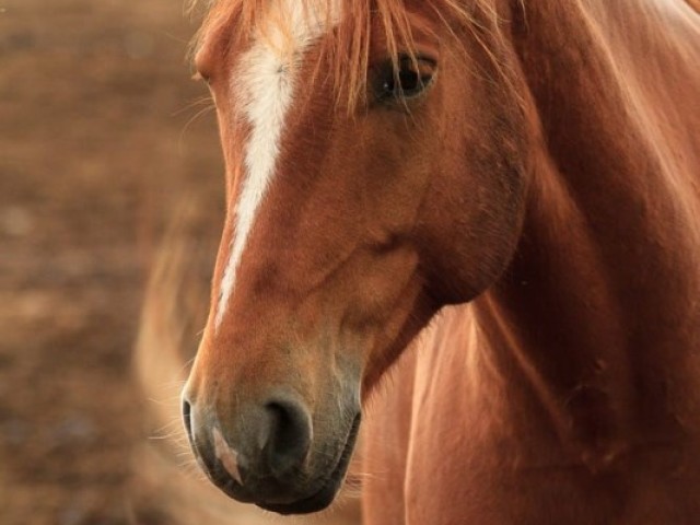 Cavalo.