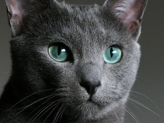 Gato.