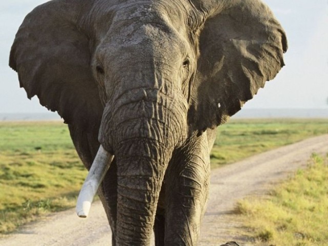 Elefante.