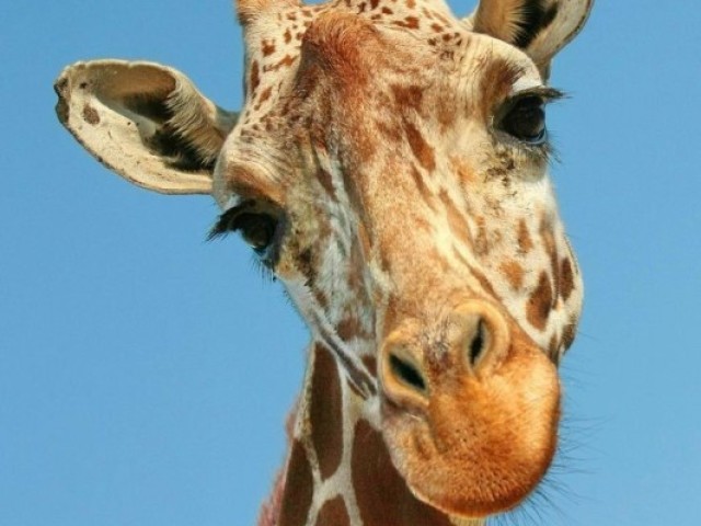 Girafa.