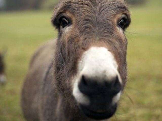 Burro/mula.