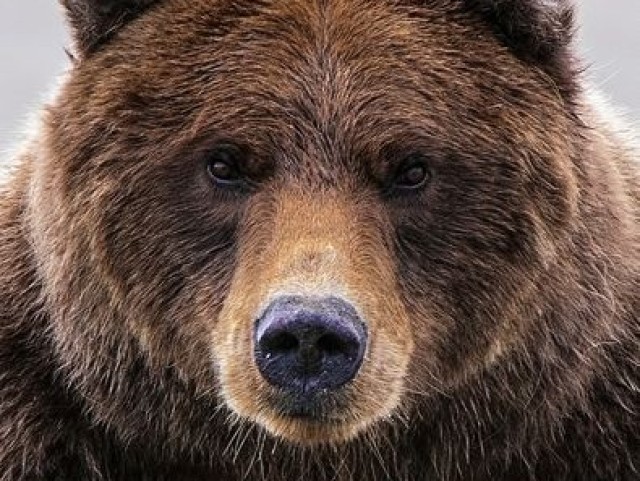 Urso.