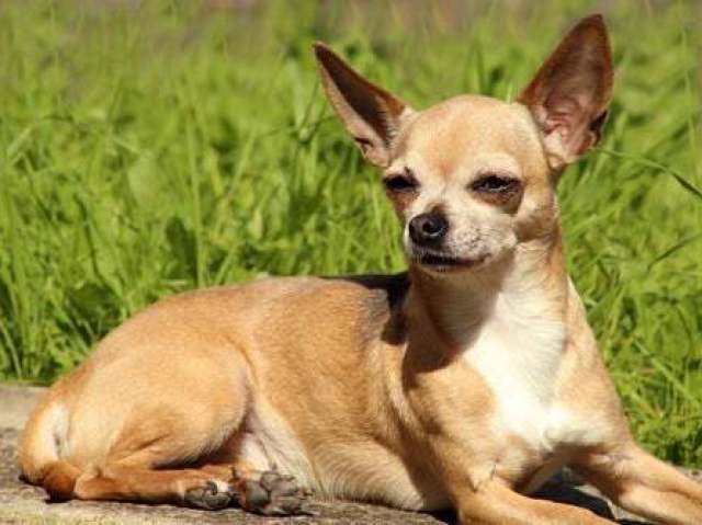 Chihuahua