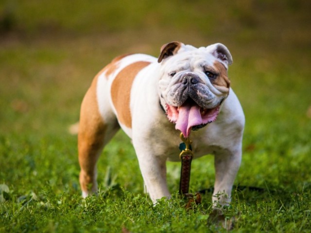 Bulldog