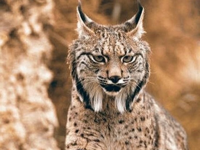 Lince Ibérico