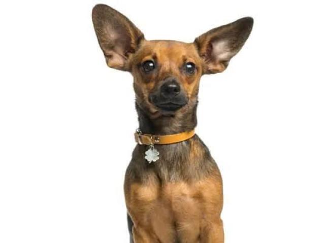 Pinscher