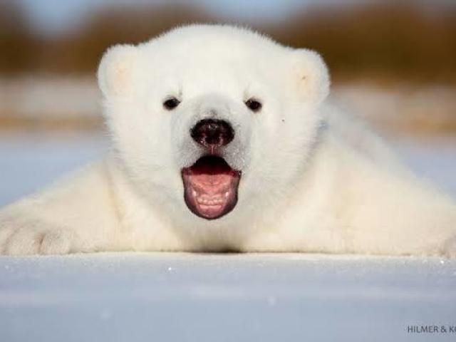 Urso polar