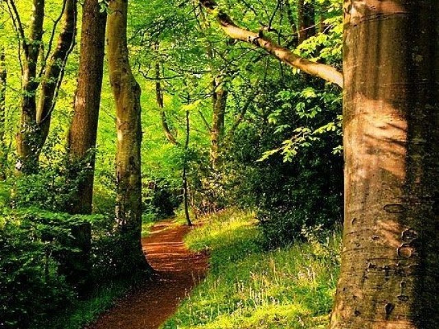 Floresta