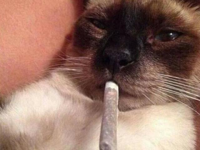 Gato maconheiro