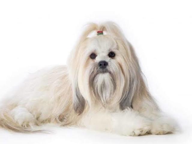 Britany (Lhasa Apsu)