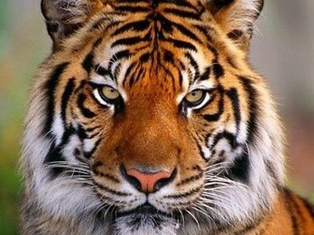 Tigre