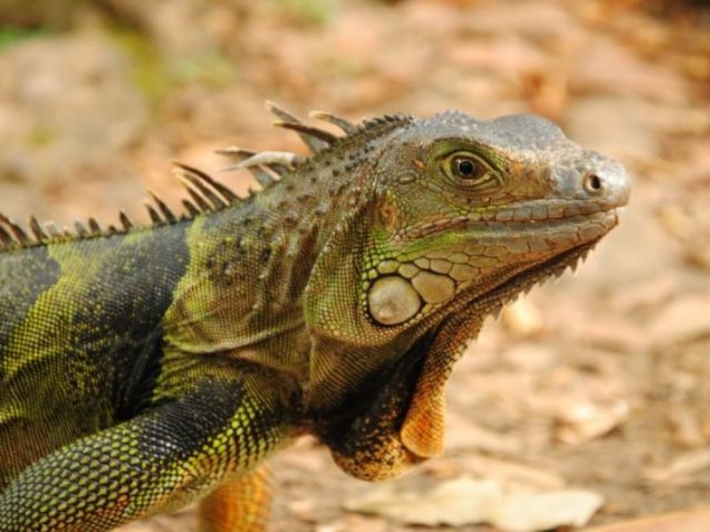 Iguana