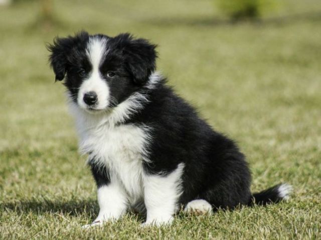 border collie