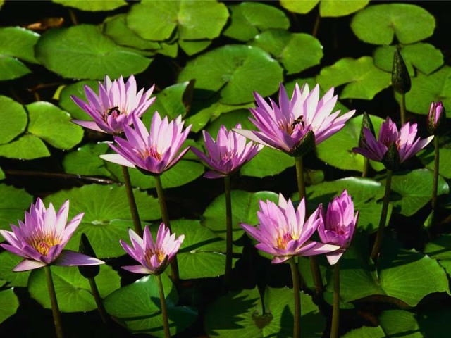 o dia que eu acho bastante flores