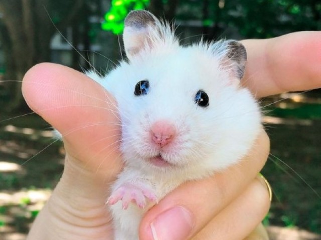 Hamster