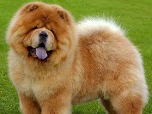 Chow Chow