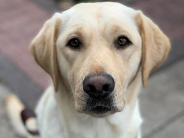Doguinho