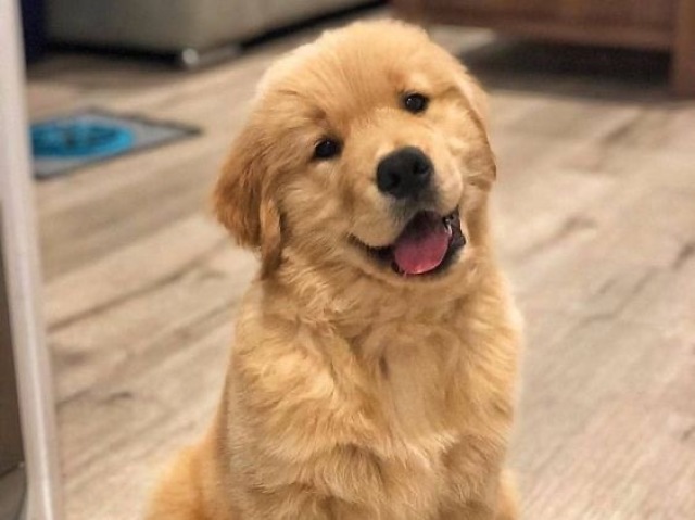 Golden retriever