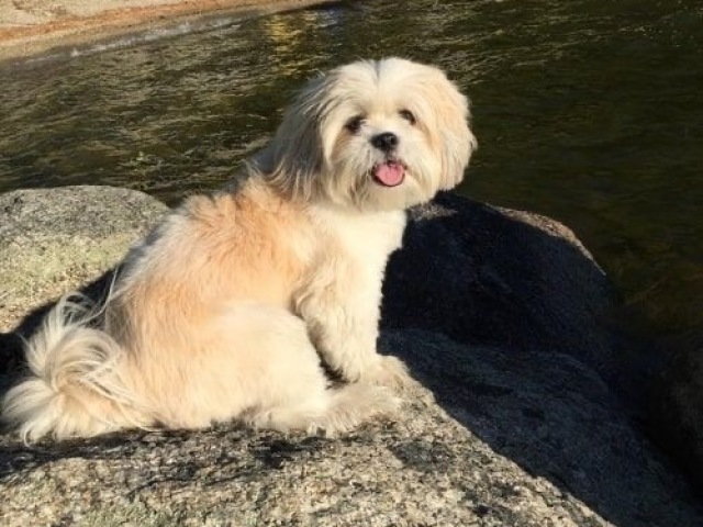 lhasa apso