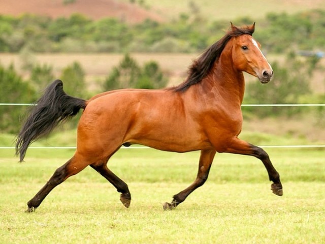 A cavalo❤💕