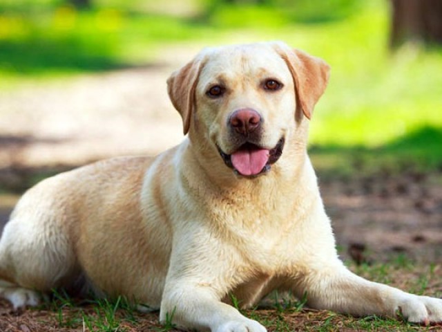 Labrador