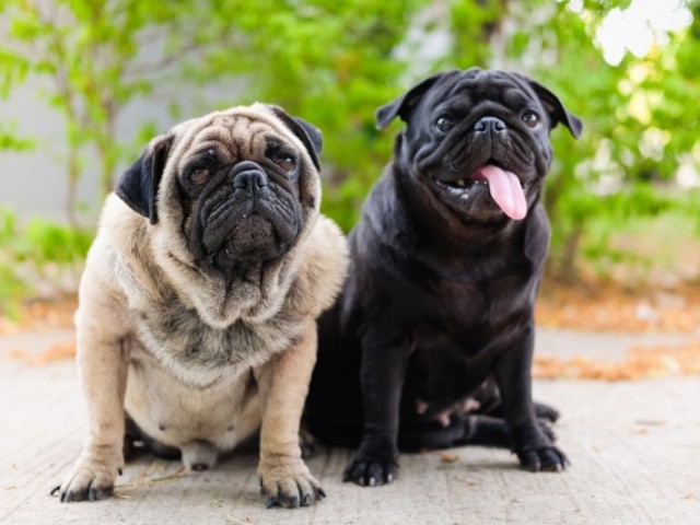 Pug