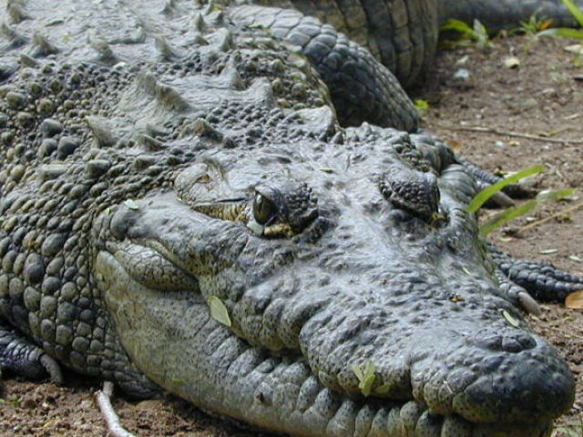 crocodilo