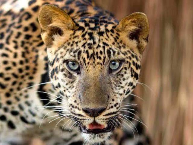 leopardo