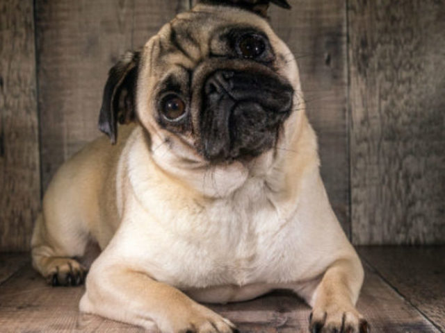 Pug