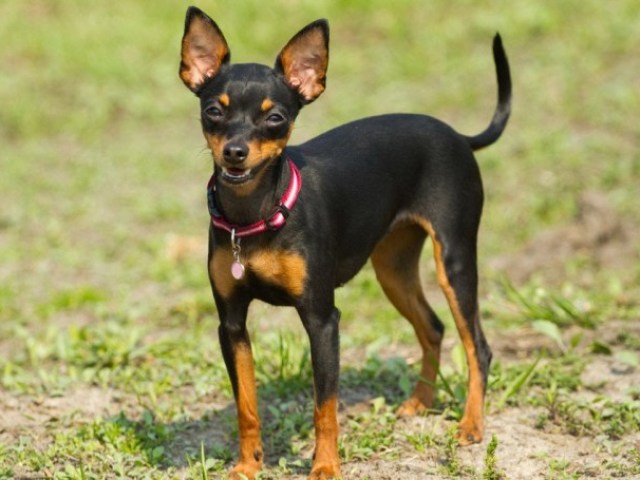 Pinscher